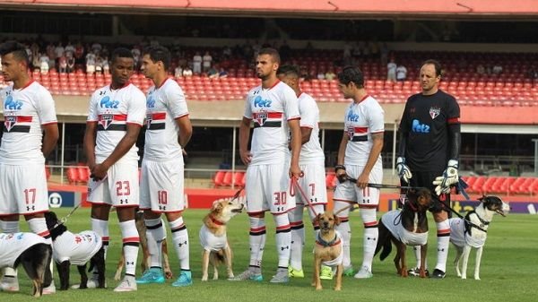 Футболисты Сан-Паулу появились на поле в сопровождении собак